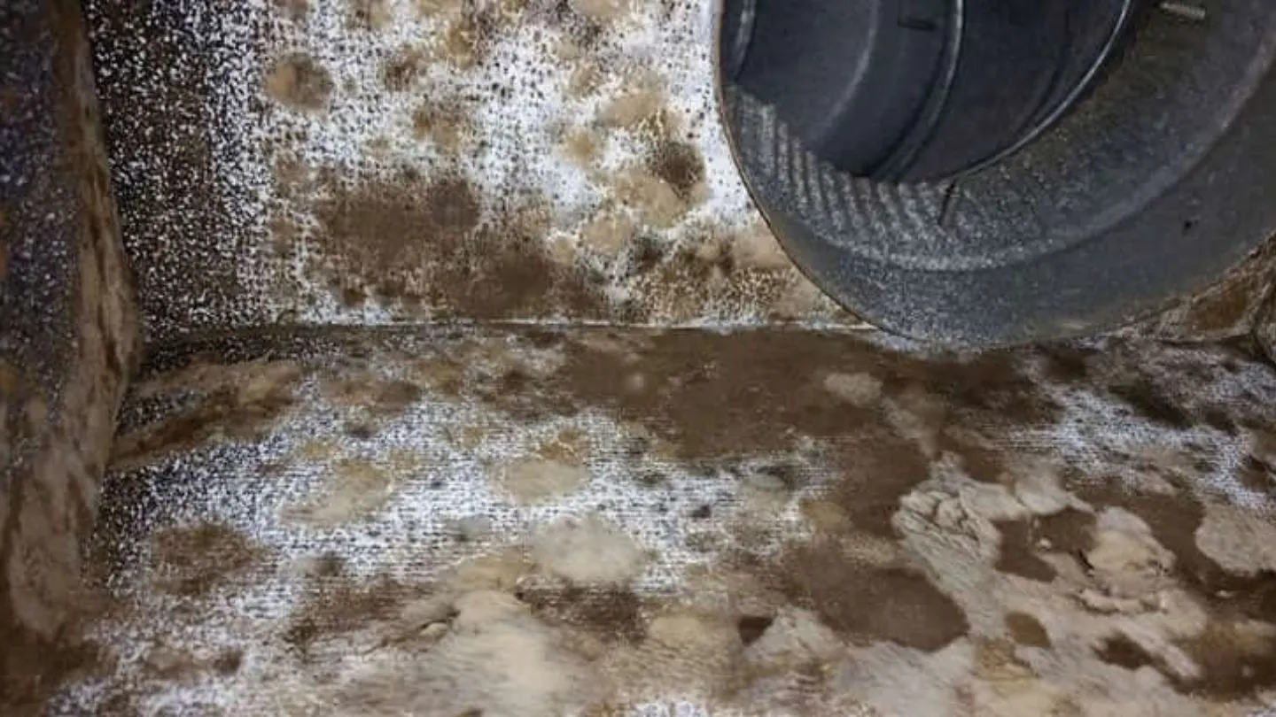 Identifying and Addressing Mold Issues Early